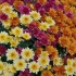 Chrysanthemums - jak uprawiać zdrową roślinę?